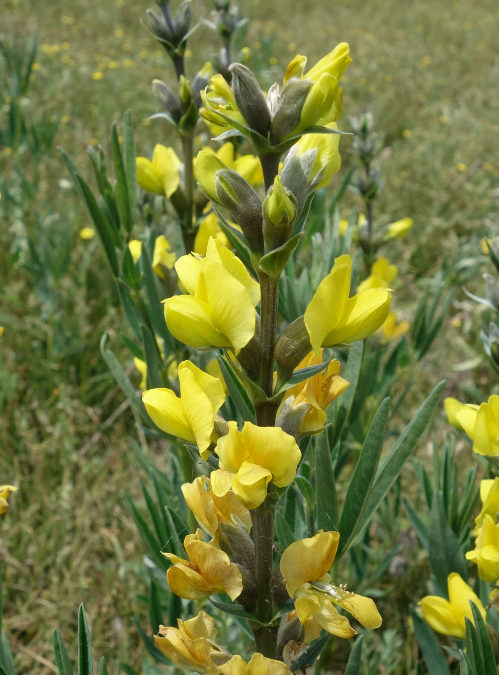 Image of Thermopsis turkestanica specimen.