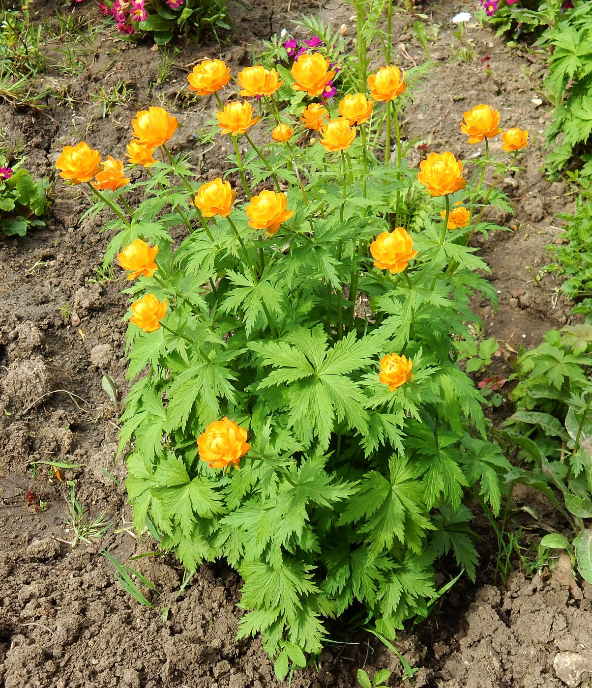 Изображение особи Trollius asiaticus.