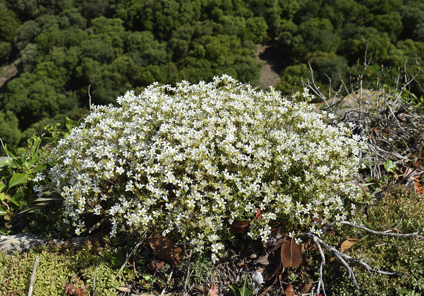 Image of Saxifraga fragilis specimen.