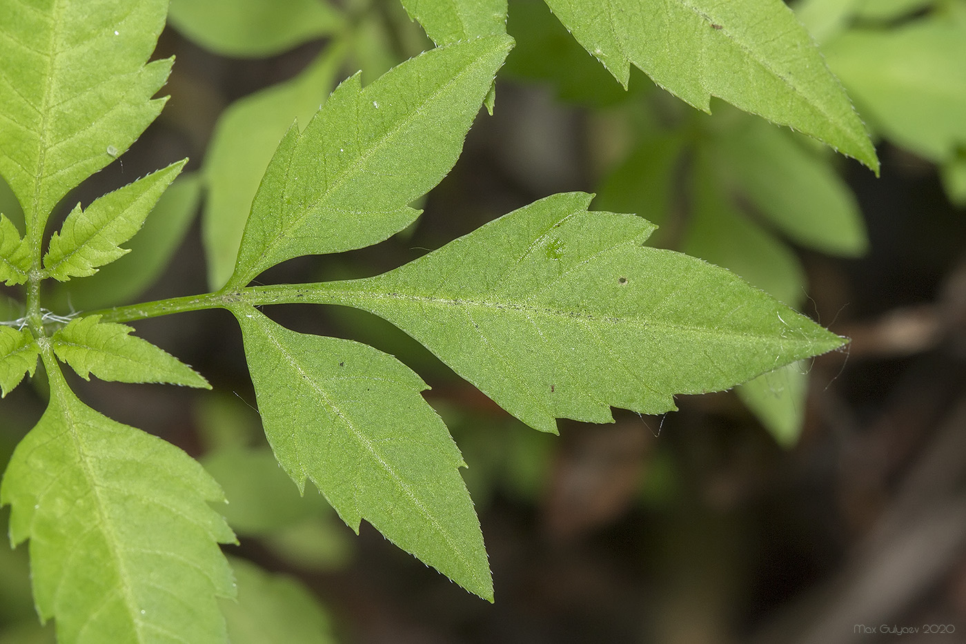 Image of Bidens frondosa specimen.