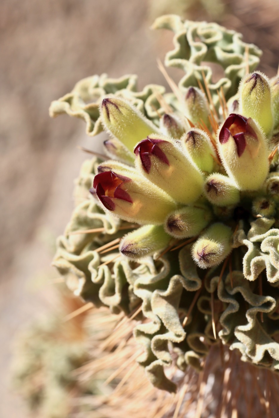 Image of Pachypodium namaquanum specimen.