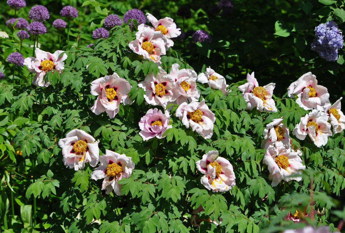 Image of Paeonia suffruticosa specimen.