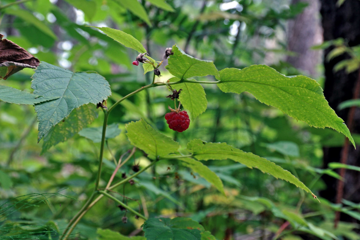 Изображение особи Rubus idaeus.