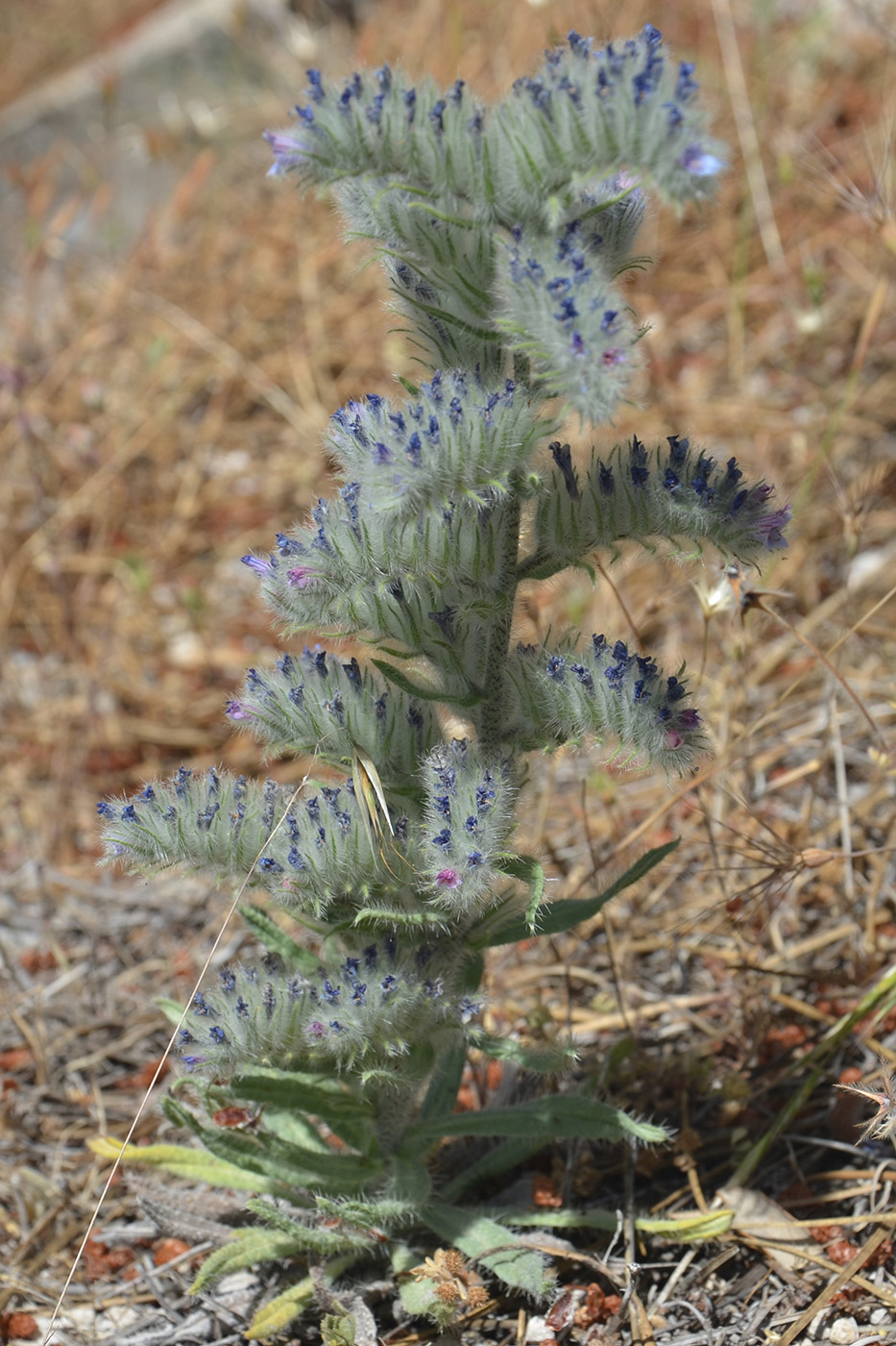 Image of Echium albicans specimen.