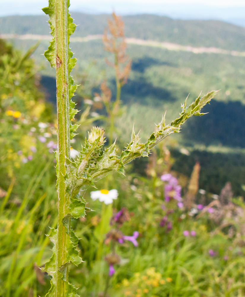 Изображение особи Carduus adpressus.