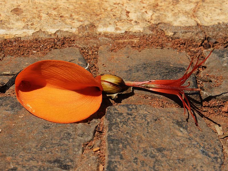 Изображение особи Erythrina velutina.