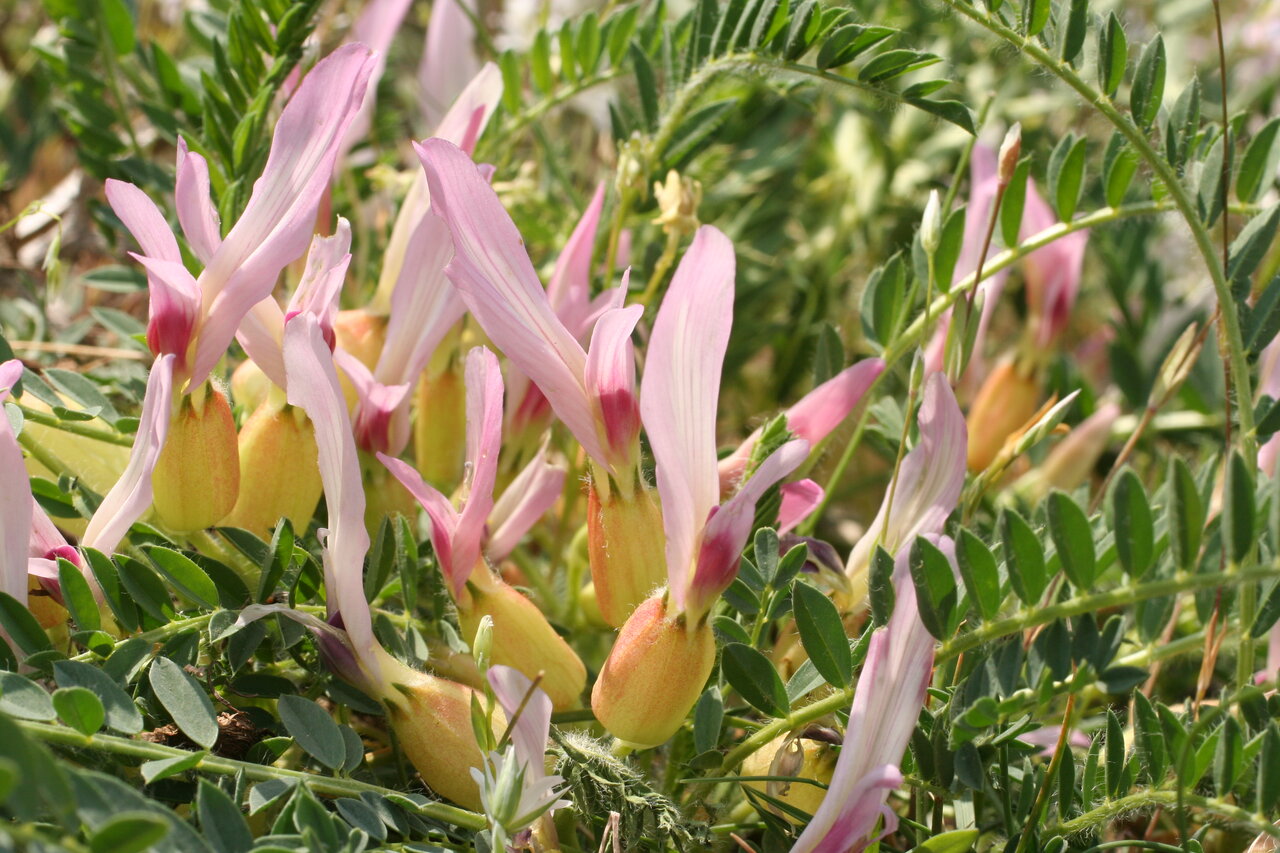 Image of Astragalus physocalyx specimen.