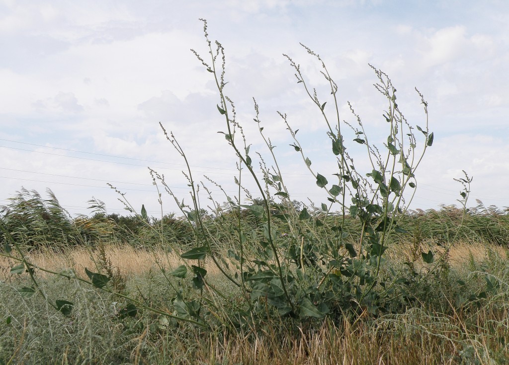 Изображение особи Atriplex micrantha.