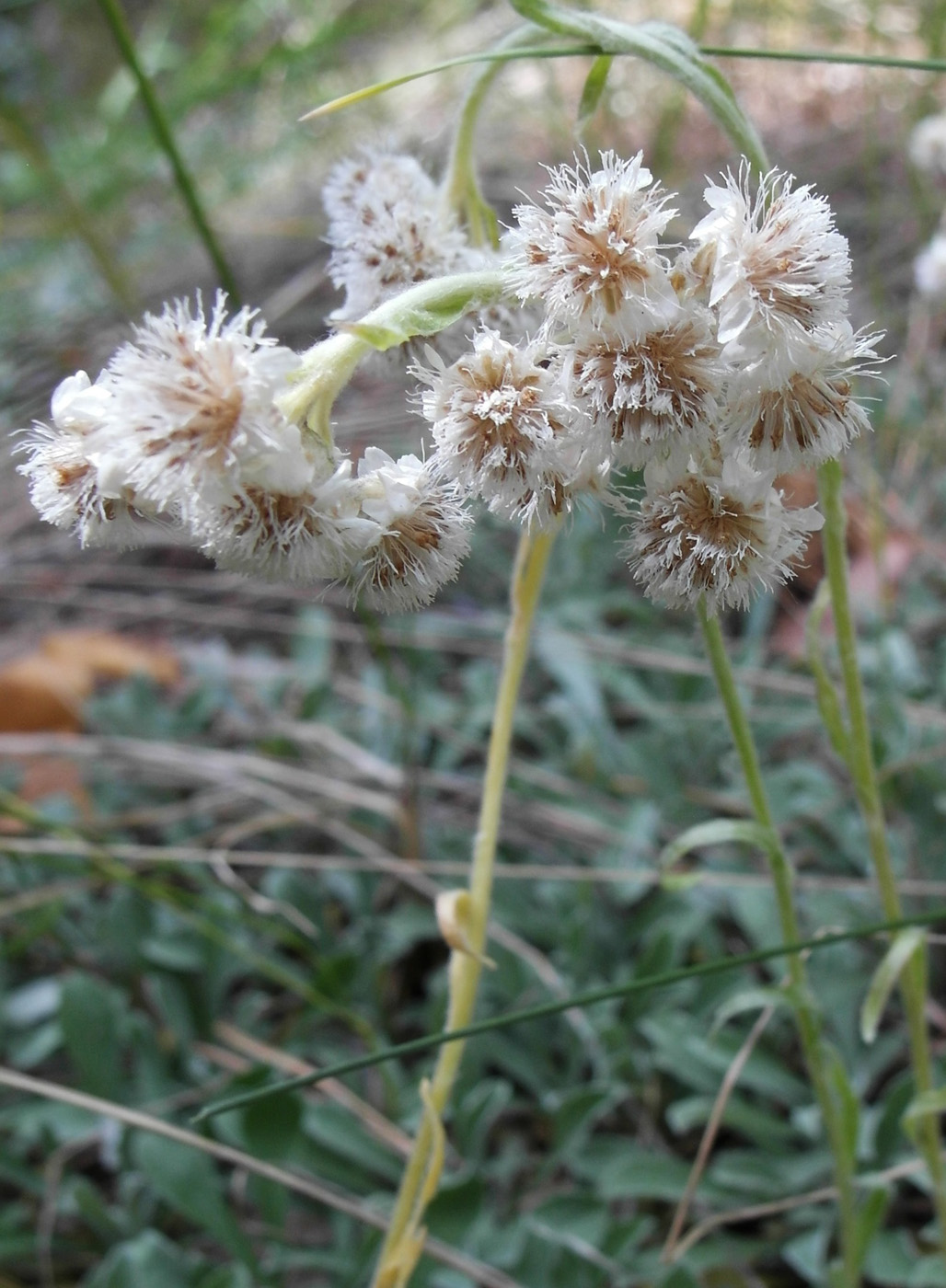 Изображение особи Antennaria dioica.