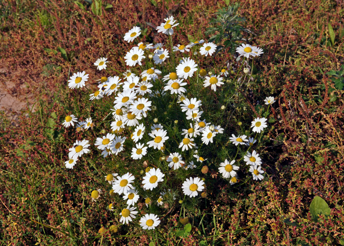 Изображение особи Tripleurospermum inodorum.