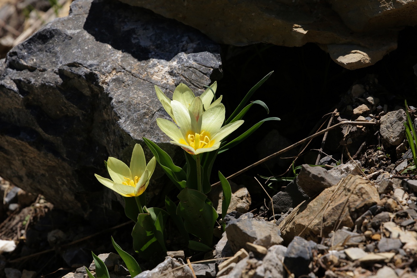 Image of Tulipa berkariensis specimen.