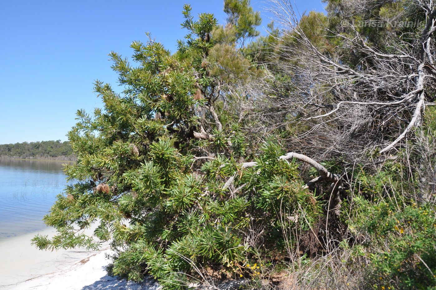 Image of Banksia serrata specimen.