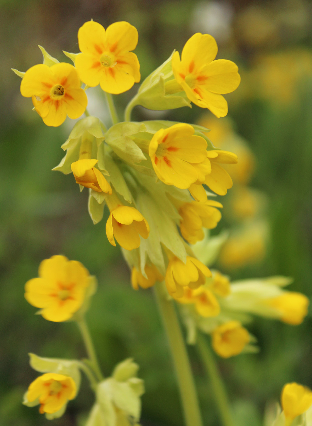 Image of Primula macrocalyx specimen.