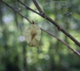 Ulmus glabra. Плод повисший на паутине. Пермский край, г. Пермь, Кировский р-н, мкр. Берёзовая Роща, сложный и смешанный лес. 29.05.2021.