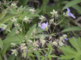 Geranium igoschinae. Верхушка цветущего и плодоносящего растения с питающимся пауком. Пермский край, Кунгурский р-н, окр. с. Плехановское, восточнее ур. Спасская гора, липовый лес. 19.06.2021.