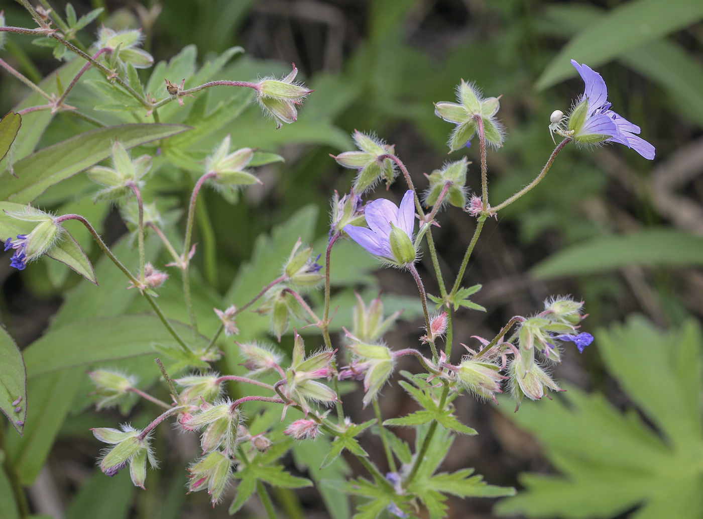 Изображение особи Geranium igoschinae.