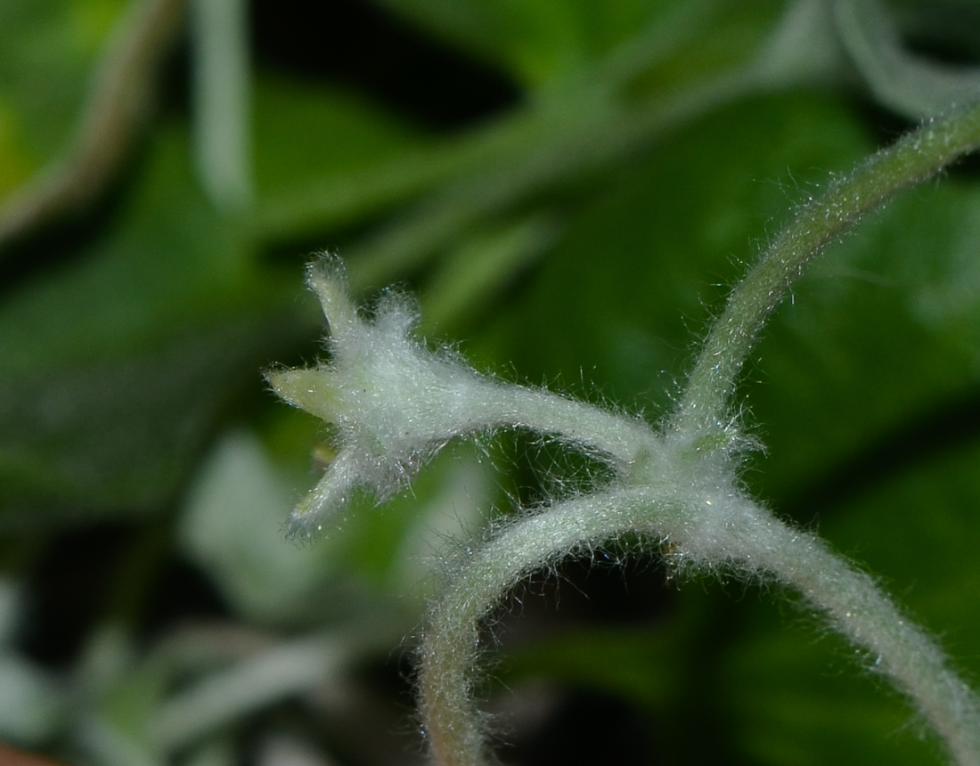 Изображение особи Dichondra argentea.