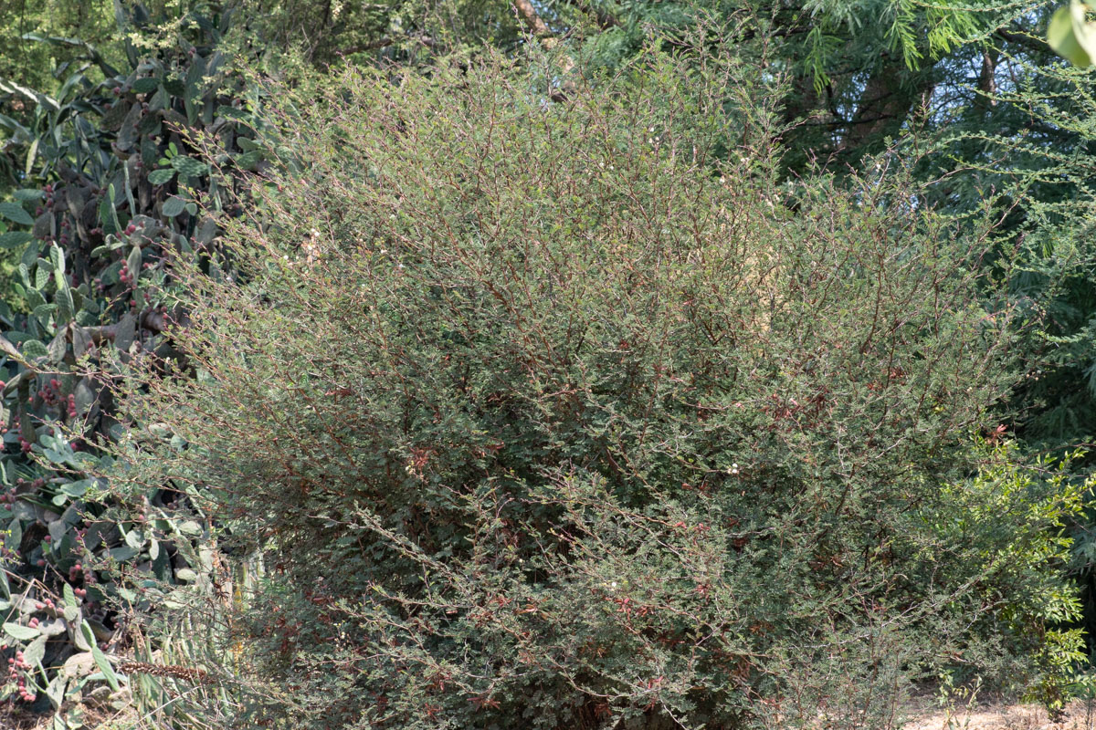 Image of Mimosa aculeaticarpa specimen.