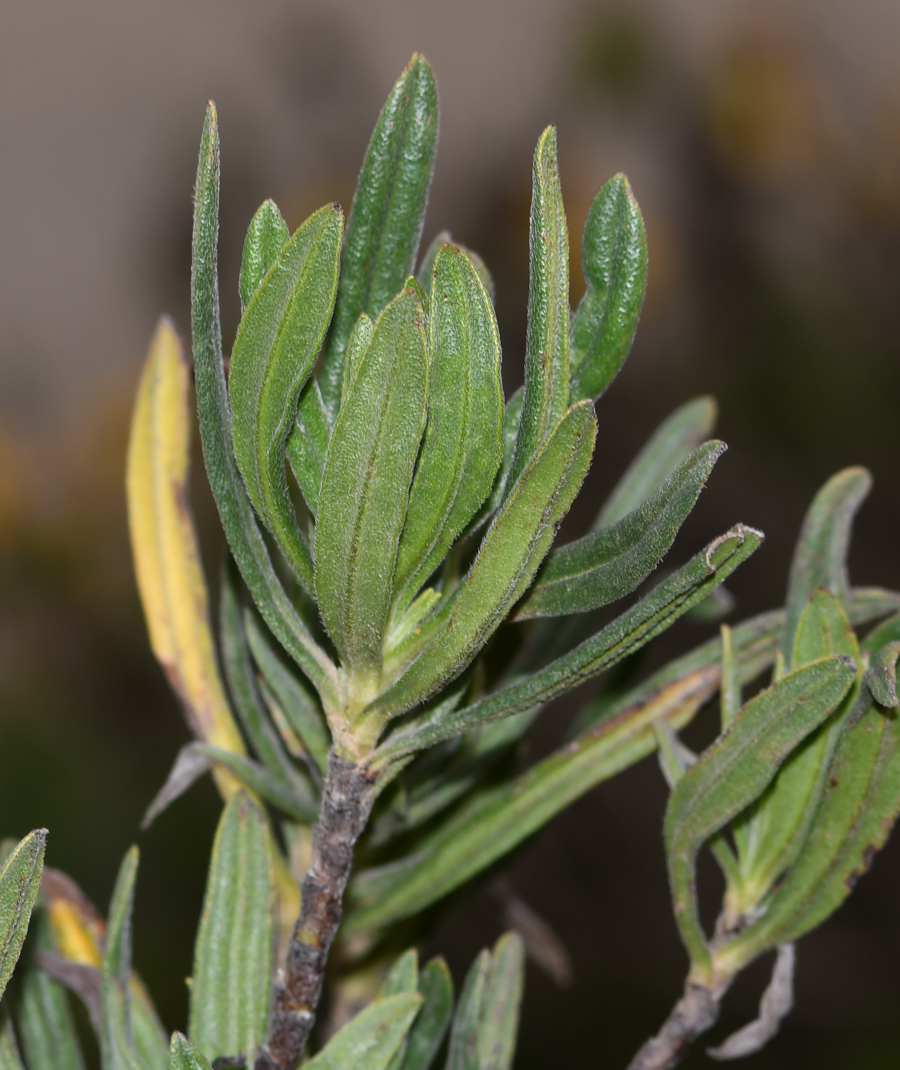 Image of Lobostemon belliformis specimen.