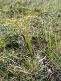 Carex nigra