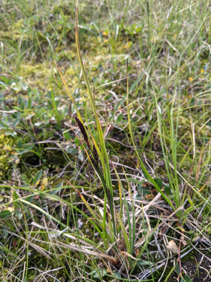 Image of Carex nigra specimen.