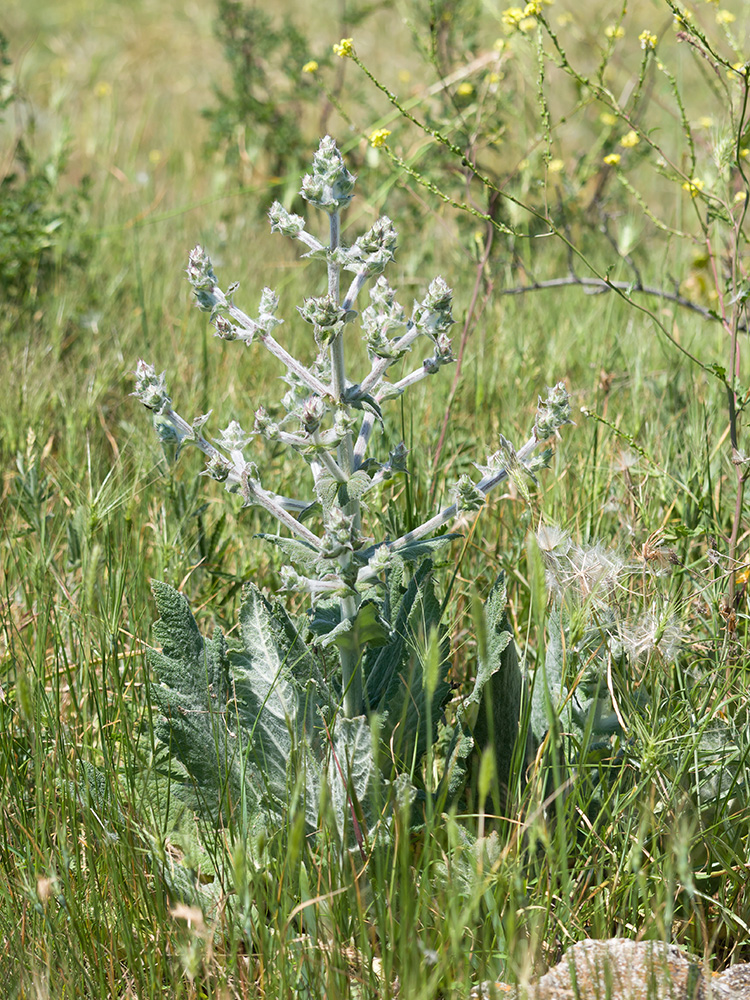 Image of Salvia aethiopis specimen.