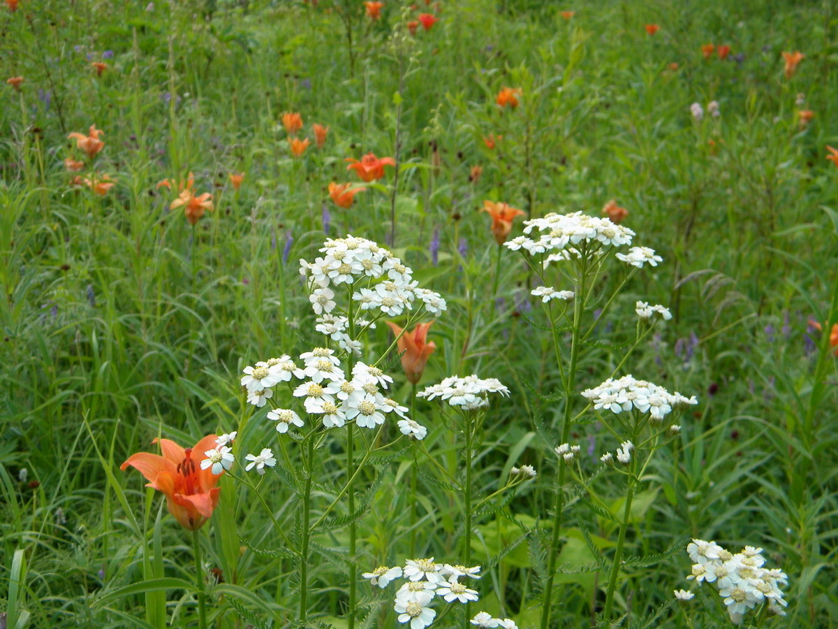 Image of Achillea impatiens specimen.