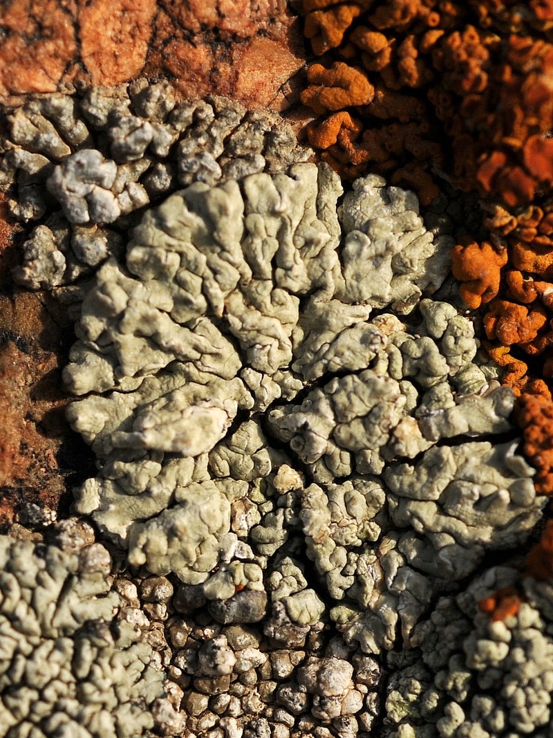 Image of Lecanora muralis specimen.