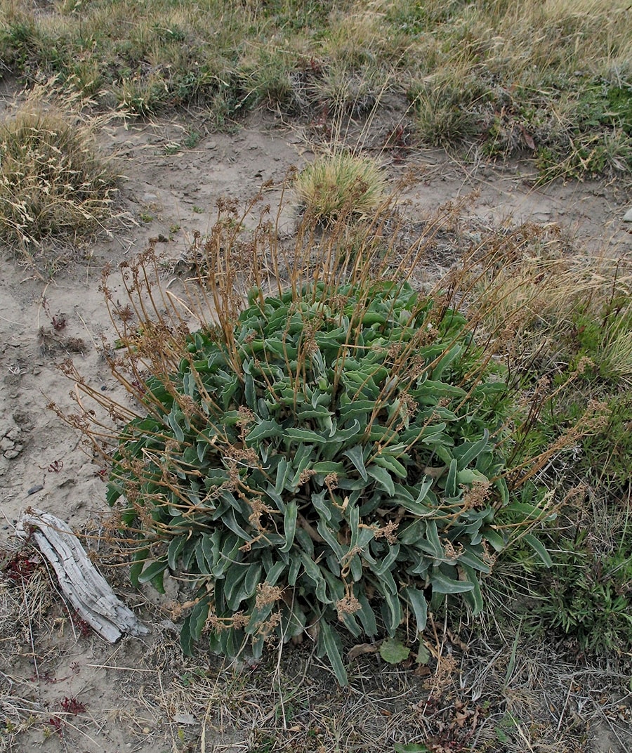 Image of Valeriana carnosa specimen.