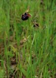 Ophrys mammosa. Соцветие. Азербайджан, Исмаиллинский р-н, окр. с. Ивановка, сухой склон. 20.04.2010.