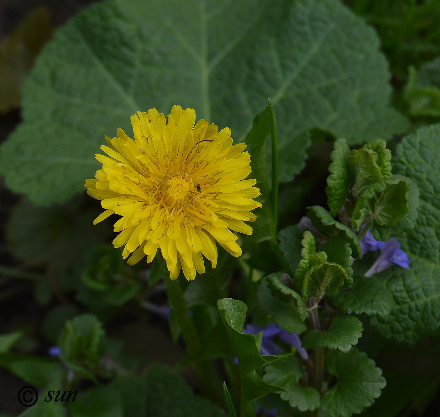 Изображение особи Taraxacum officinale.