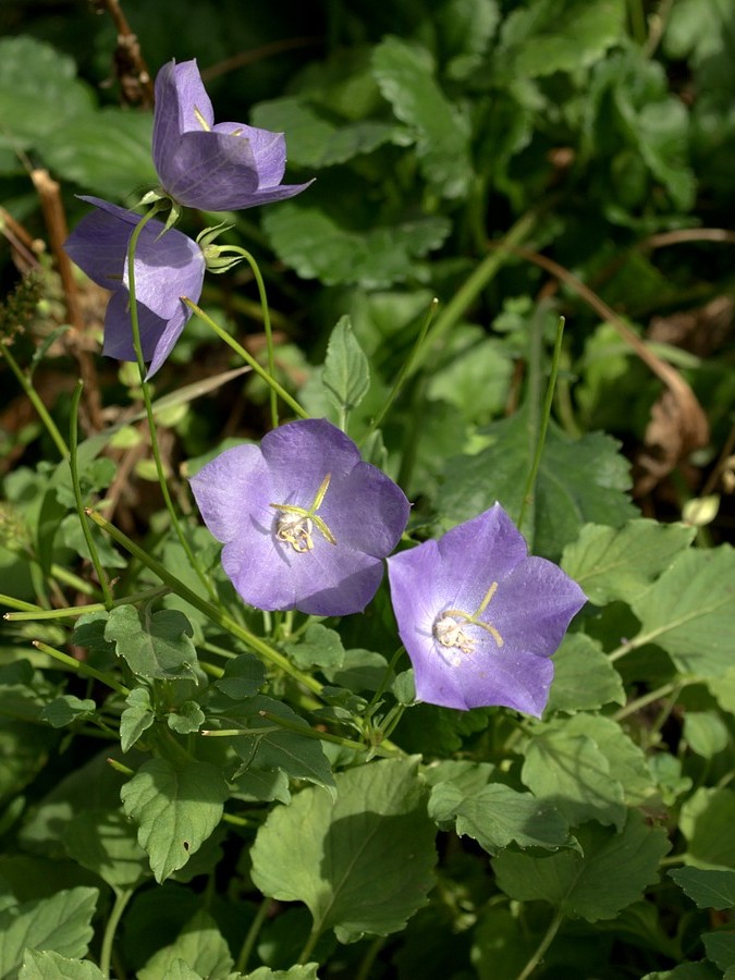 Image of Campanula carpatica specimen.