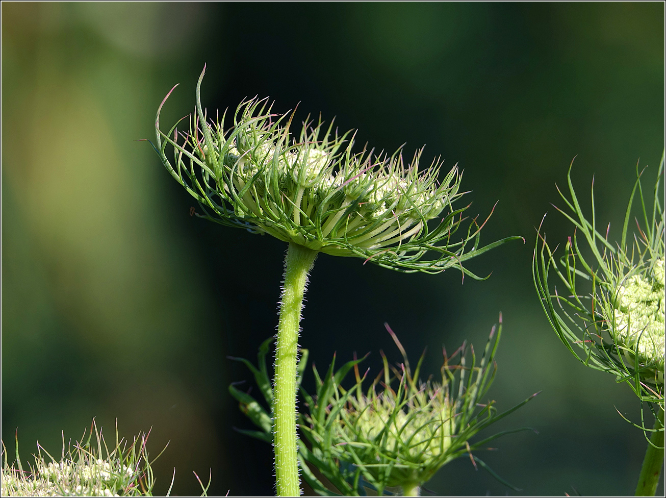 Image of Daucus sativus specimen.