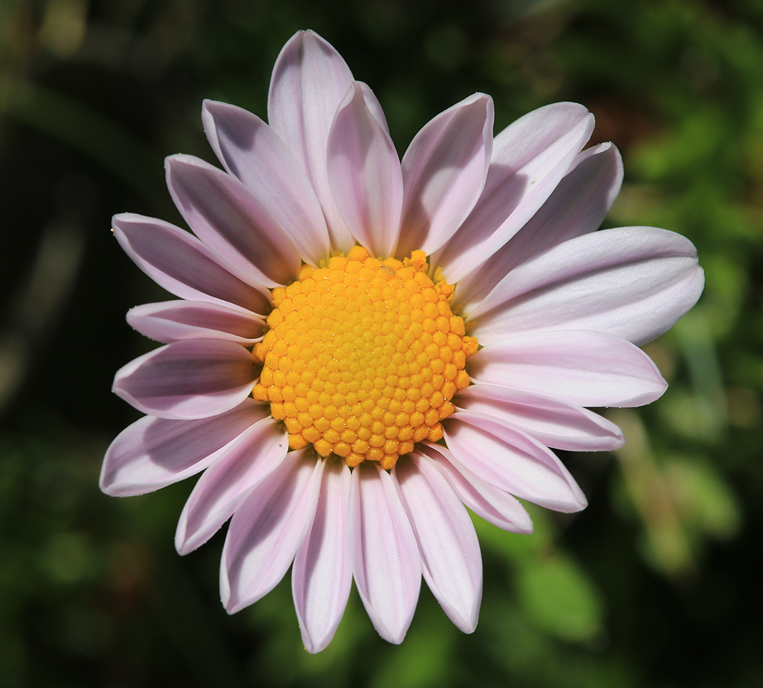 Изображение особи Chrysanthemum coreanum.