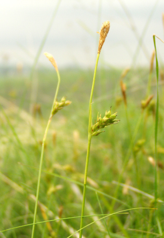 Image of Carex michelii specimen.