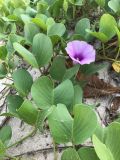 Ipomoea pes-caprae. Цветущее растение. Таиланд, провинция Пхукет, ампхе Катху, тамбон Патонг, пляж Патонг; на песчаном пляже. 26.02.2017.