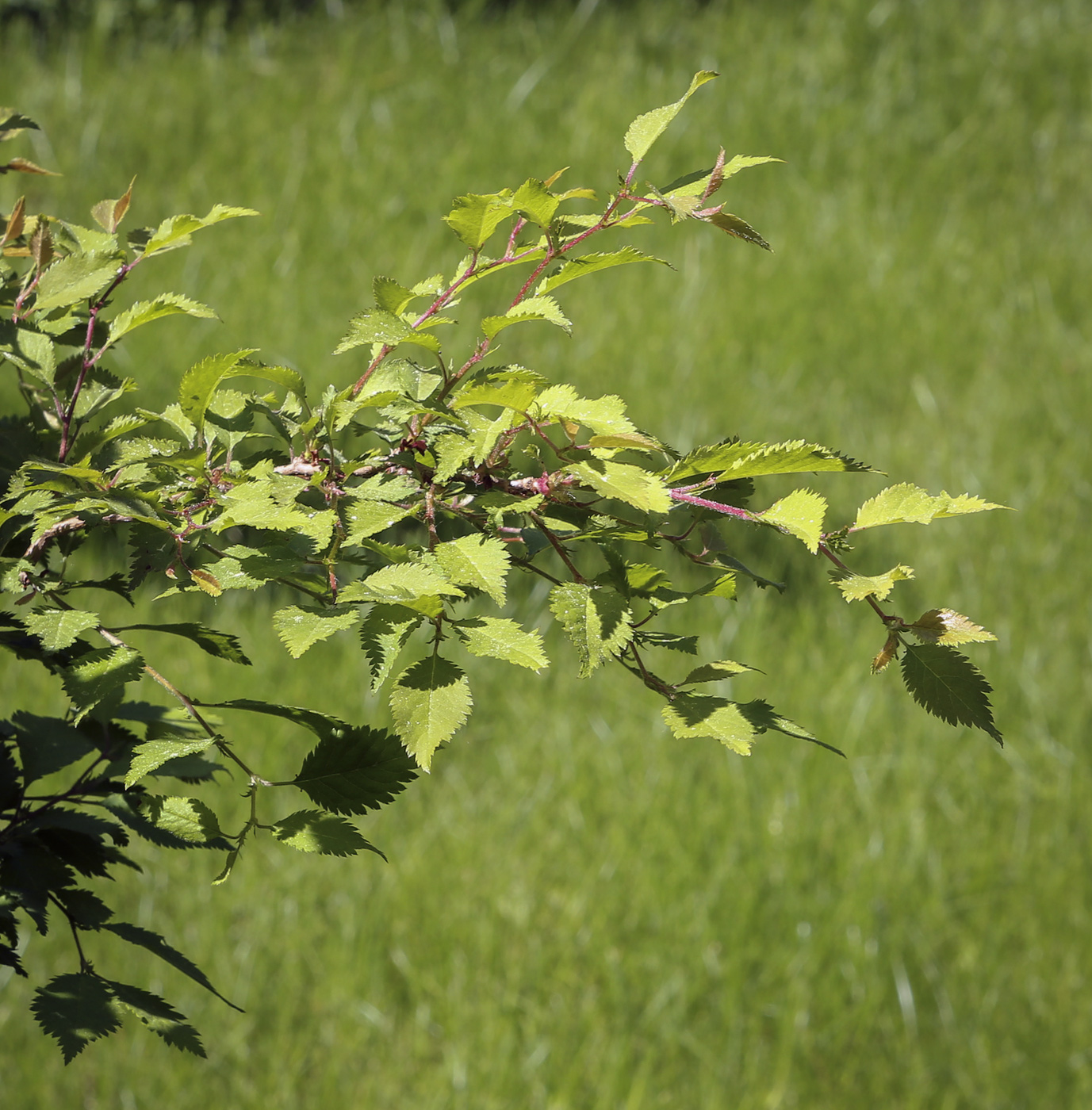 Image of Prunus incisa specimen.