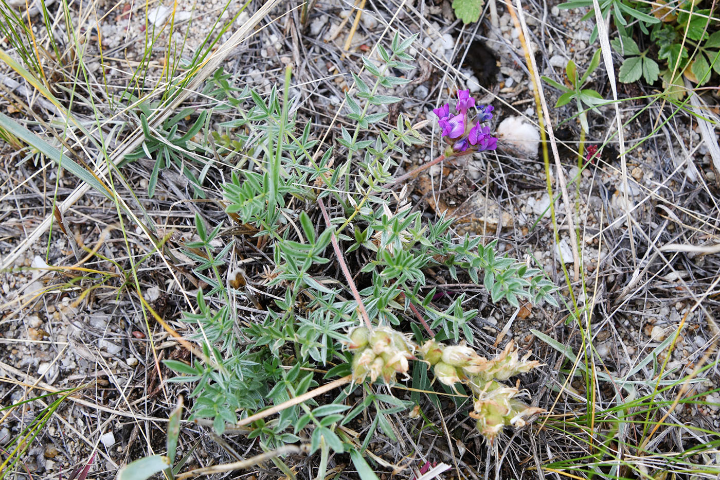 Изображение особи Oxytropis turczaninovii.