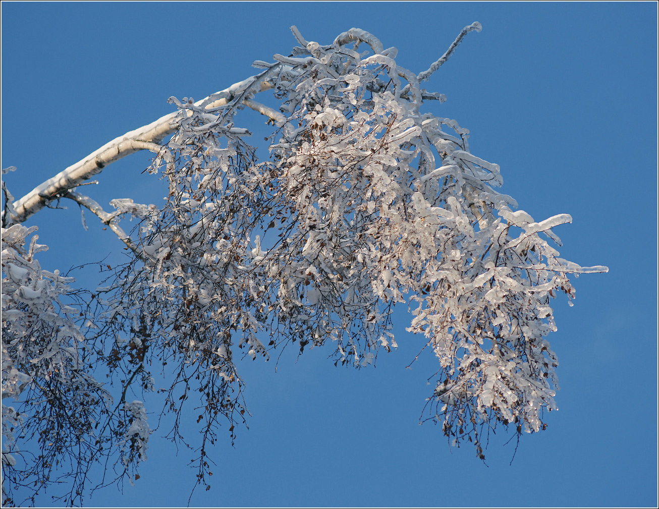 Image of Betula pendula specimen.