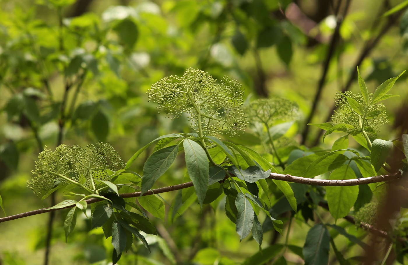 Изображение особи Sambucus nigra.