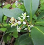 Skimmia repens. Соцветие с женскими цветками. Московская обл., Щёлковский р-н, в культуре. 03.05.2023.