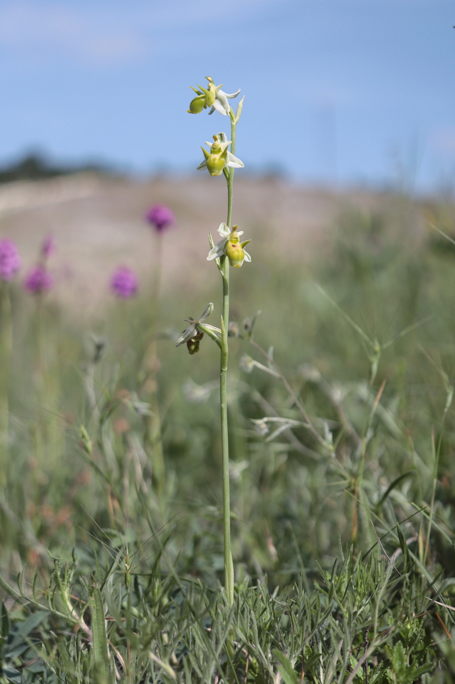 Image of Ophrys oestrifera specimen.