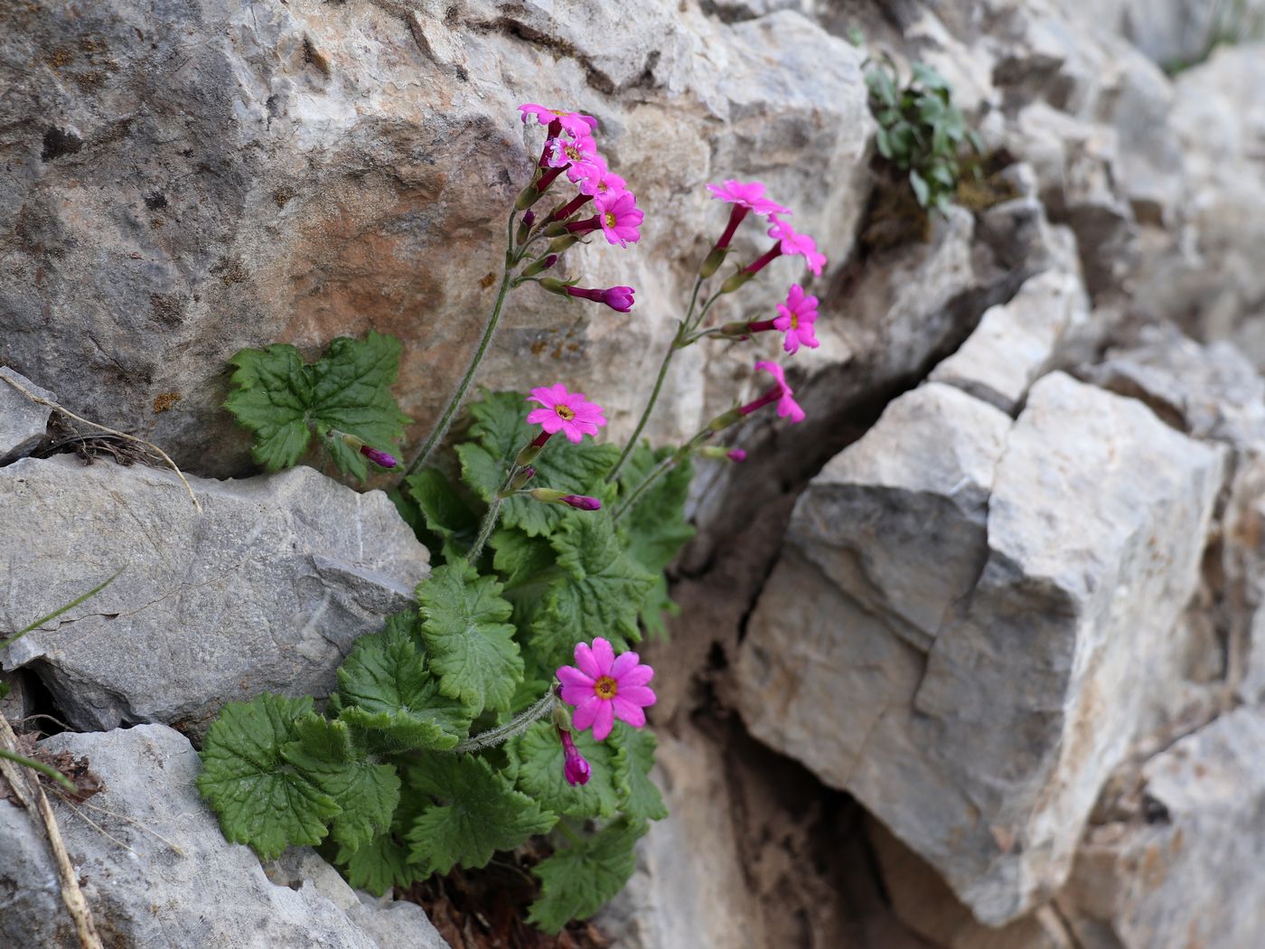 Image of Primula minkwitziae specimen.