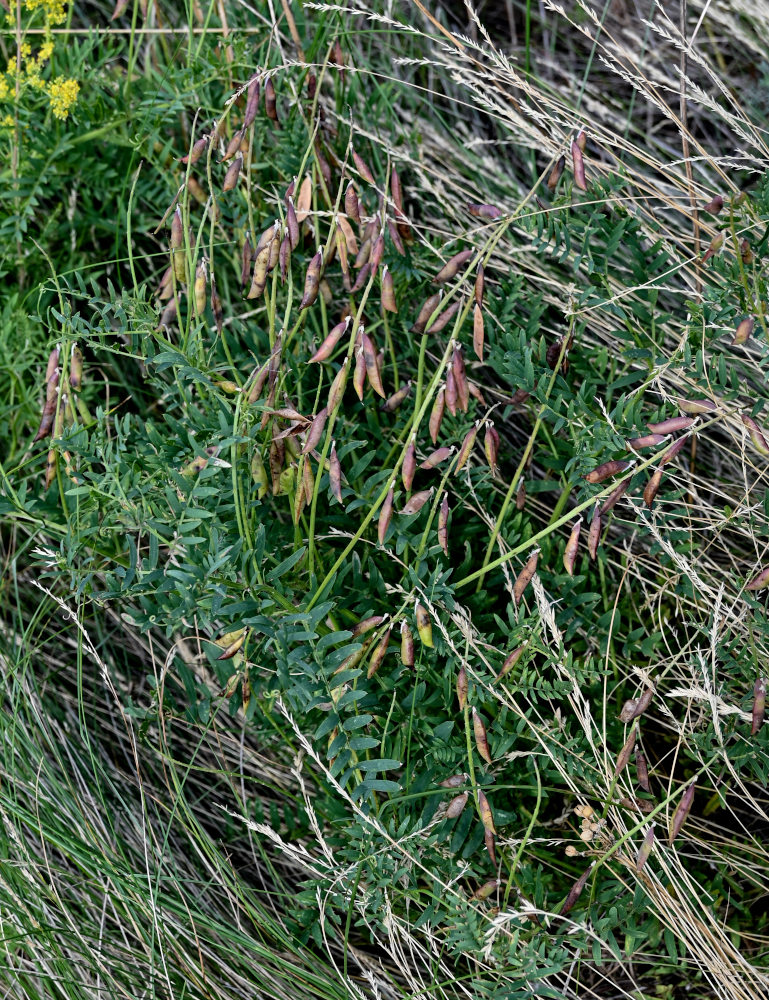 Изображение особи Vicia cracca.