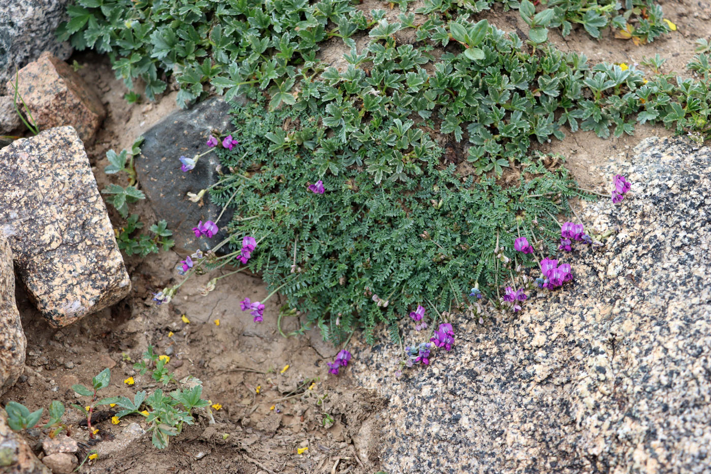 Image of Oxytropis savellanica specimen.