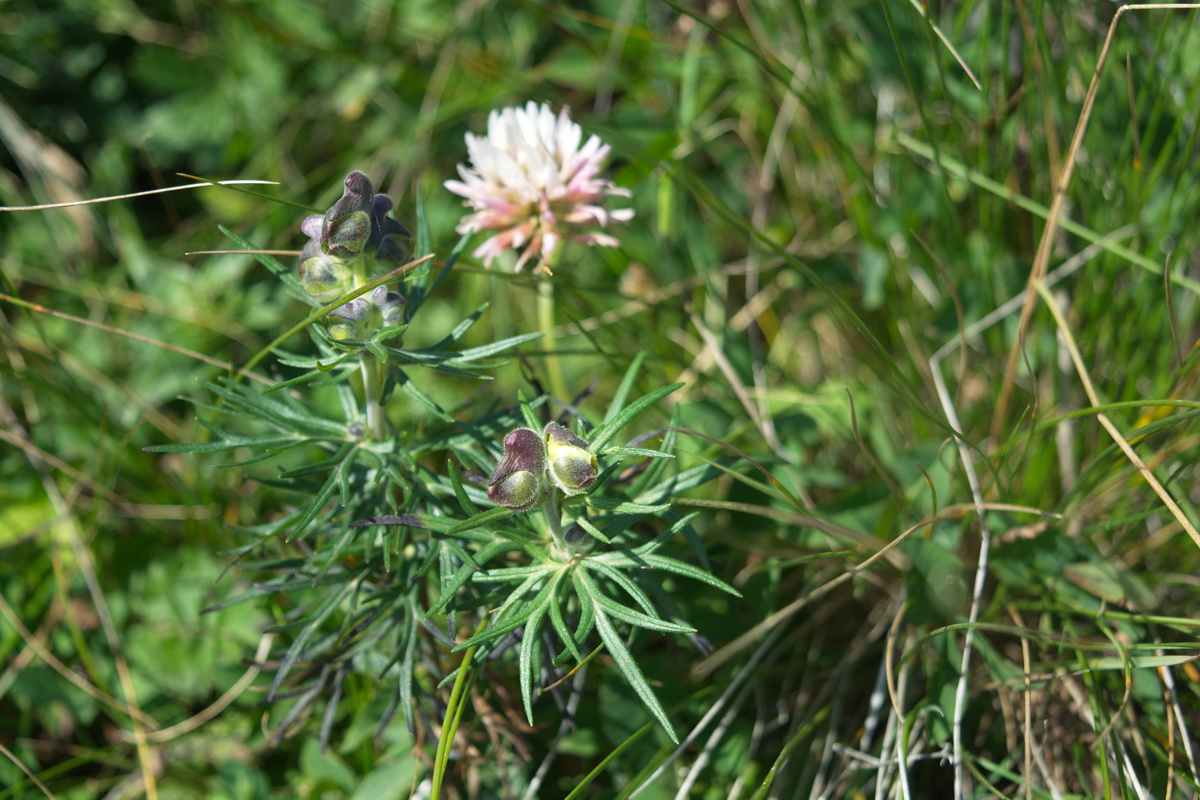 Image of genus Aconitum specimen.