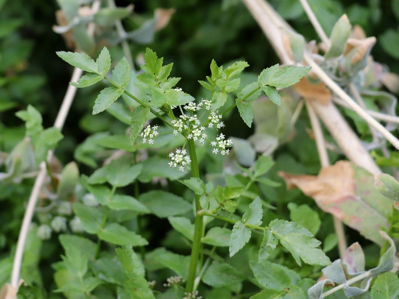 Image of Apium nodiflorum specimen.