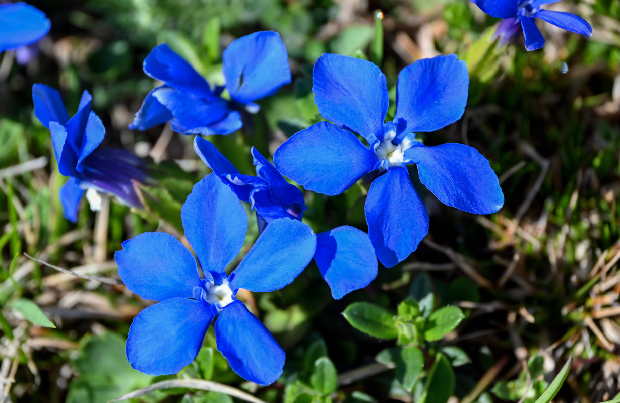 Image of Gentiana angulosa specimen.