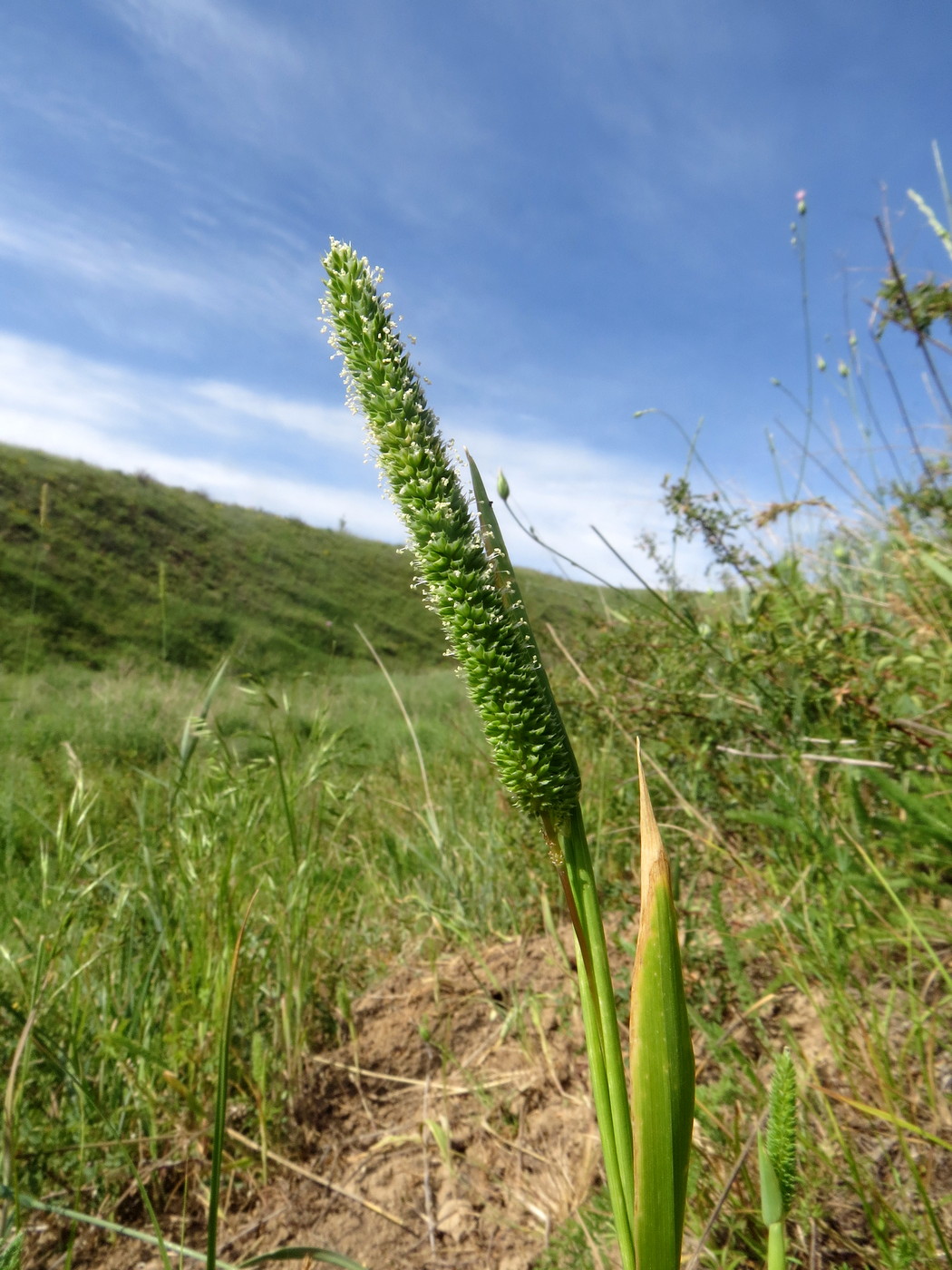 Image of Phleum paniculatum specimen.