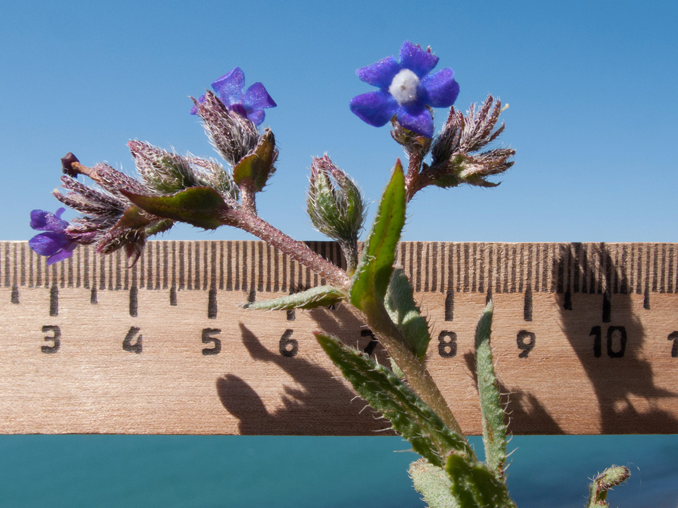 Изображение особи Anchusa azurea.